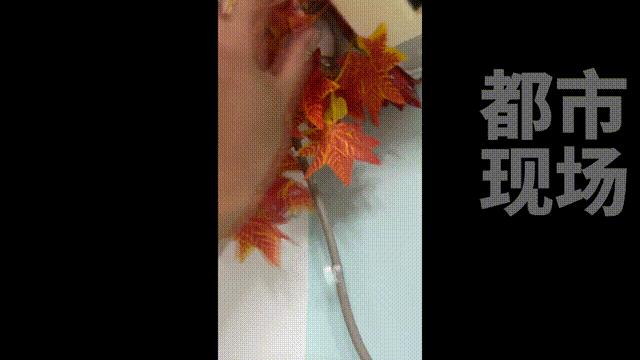DƬ